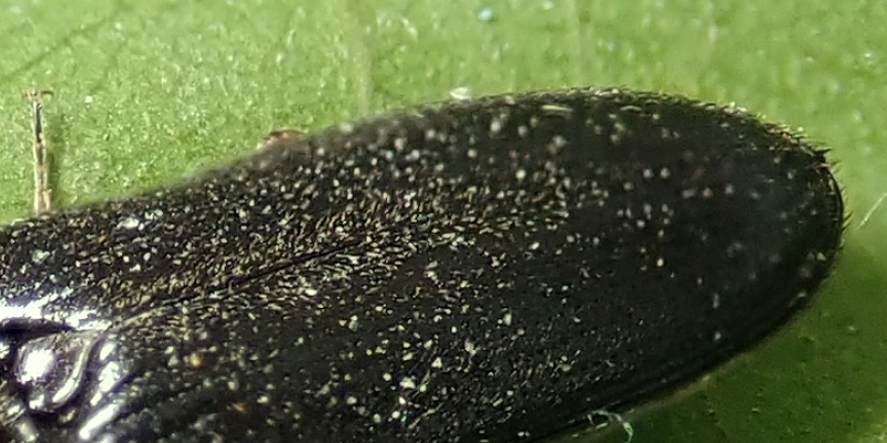 Elateridae: Cardiophorus anticus ? Sì.
